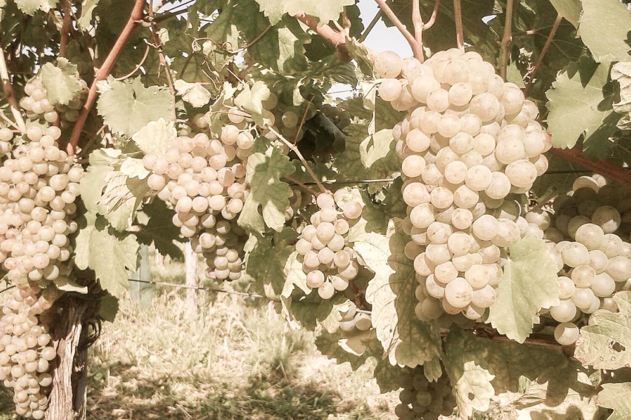 Ferienwohnung Am Weingut Eisenbock Strass  Eksteriør billede